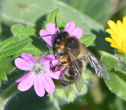 Andrena sp.